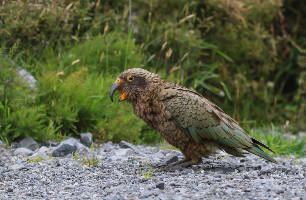 KEA