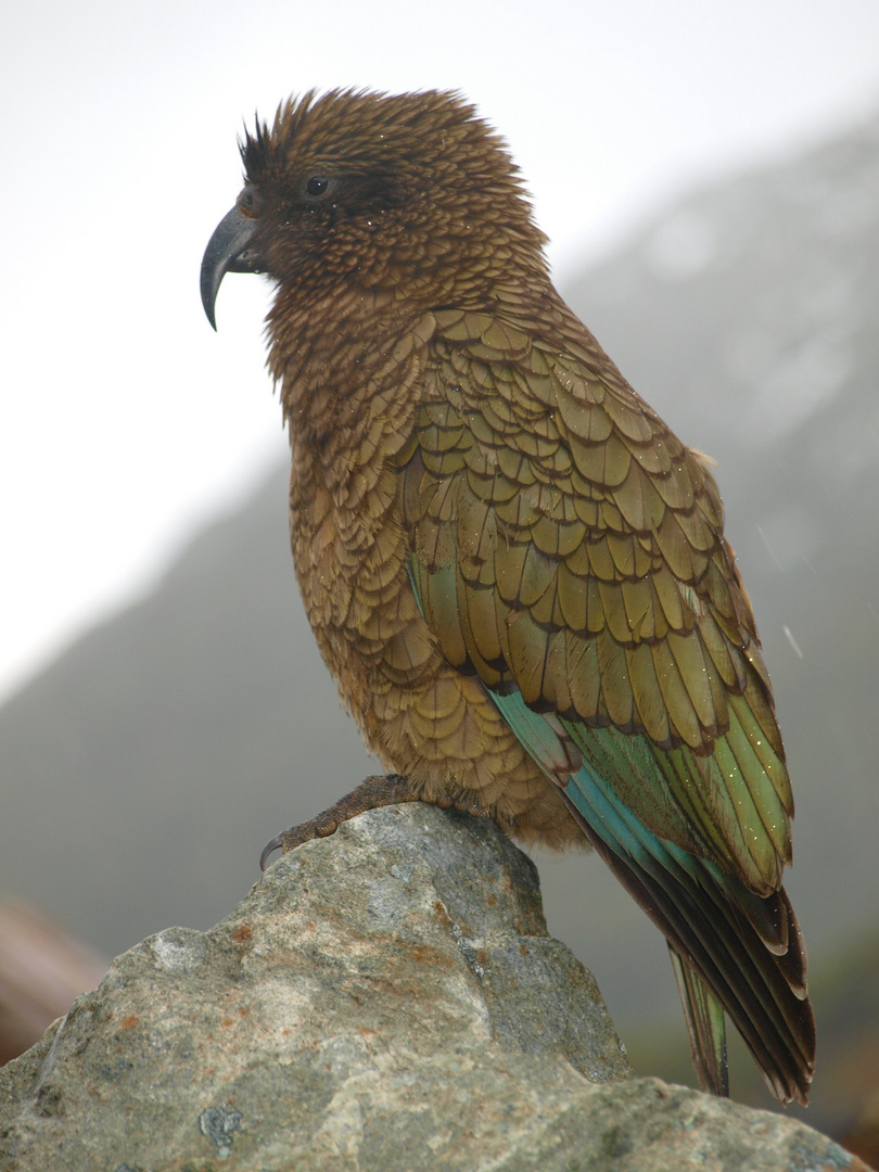 Kea