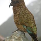 Kea