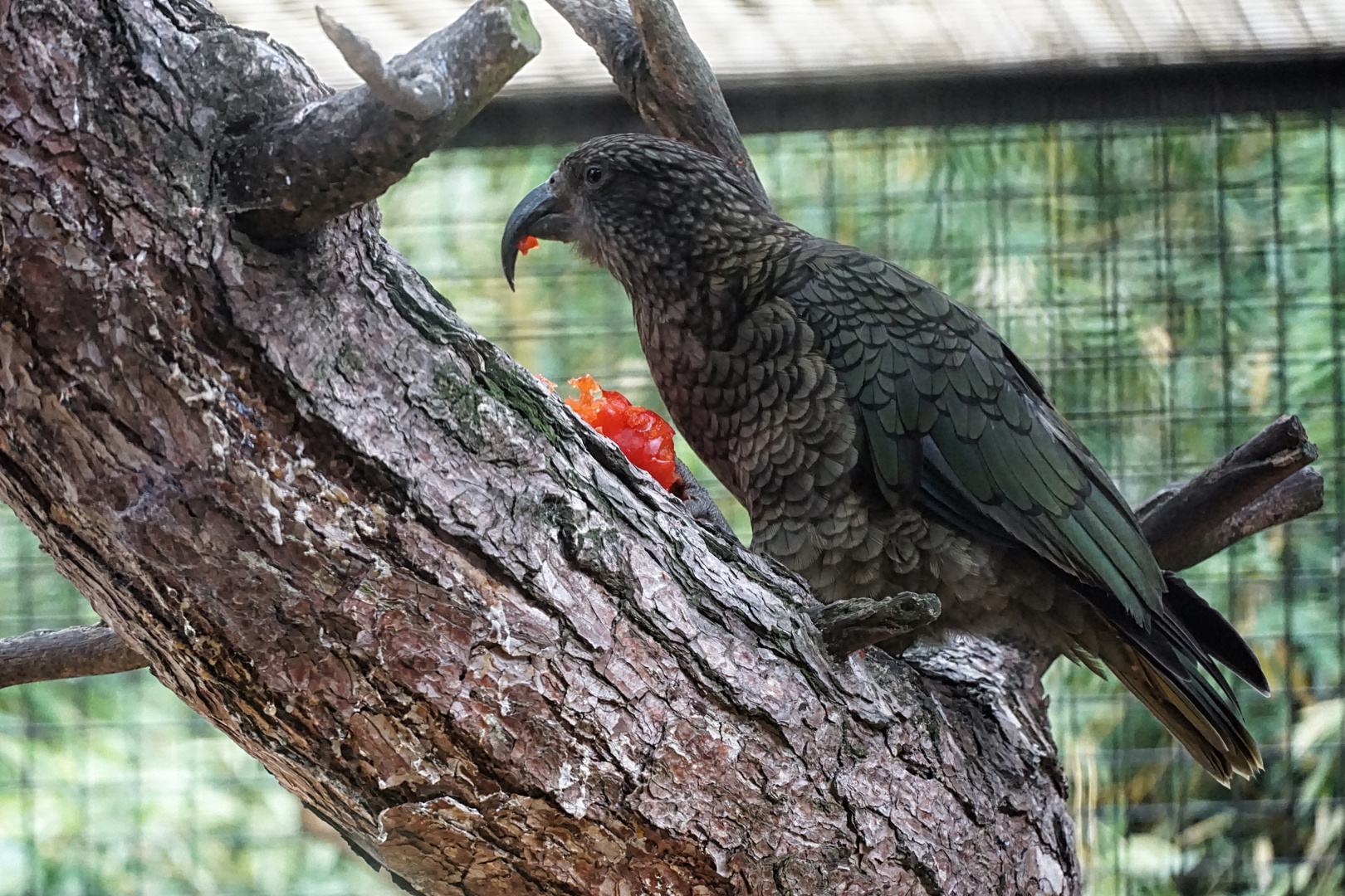 Kea