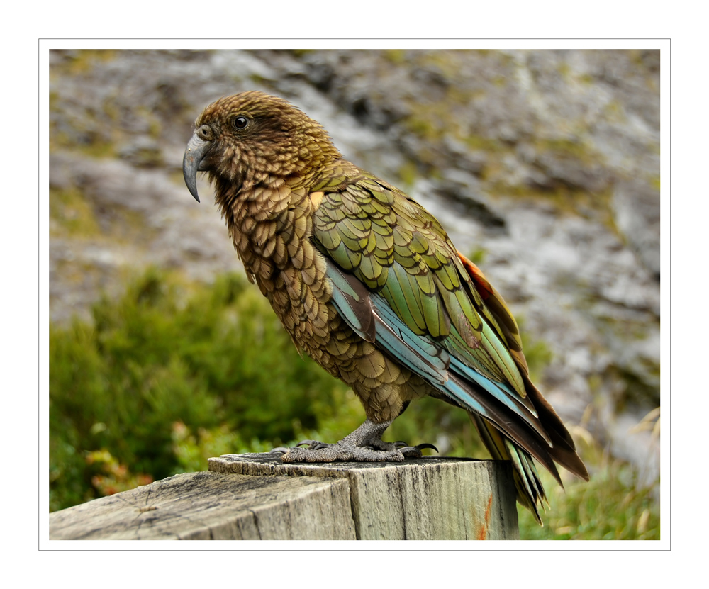 Kea