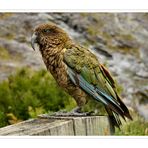 Kea