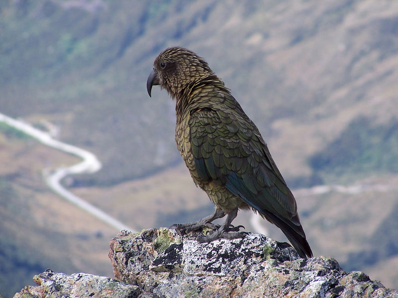 Kea