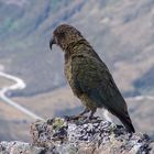 Kea