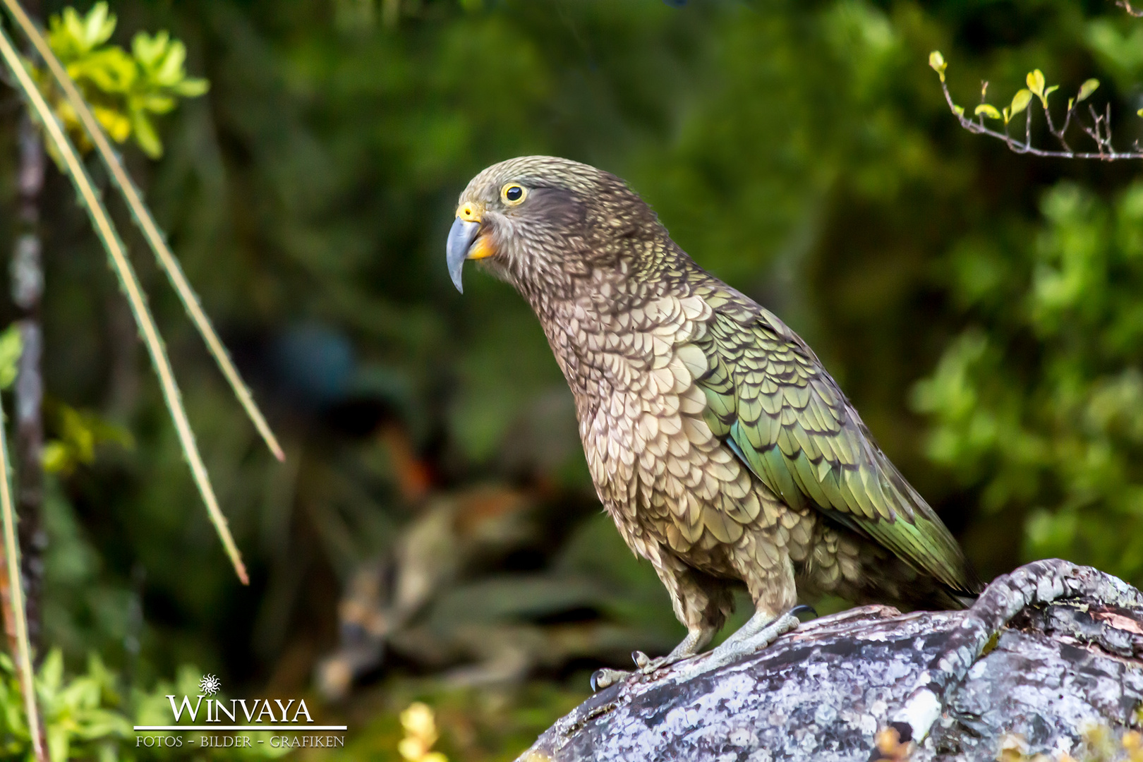 kea