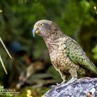 kea