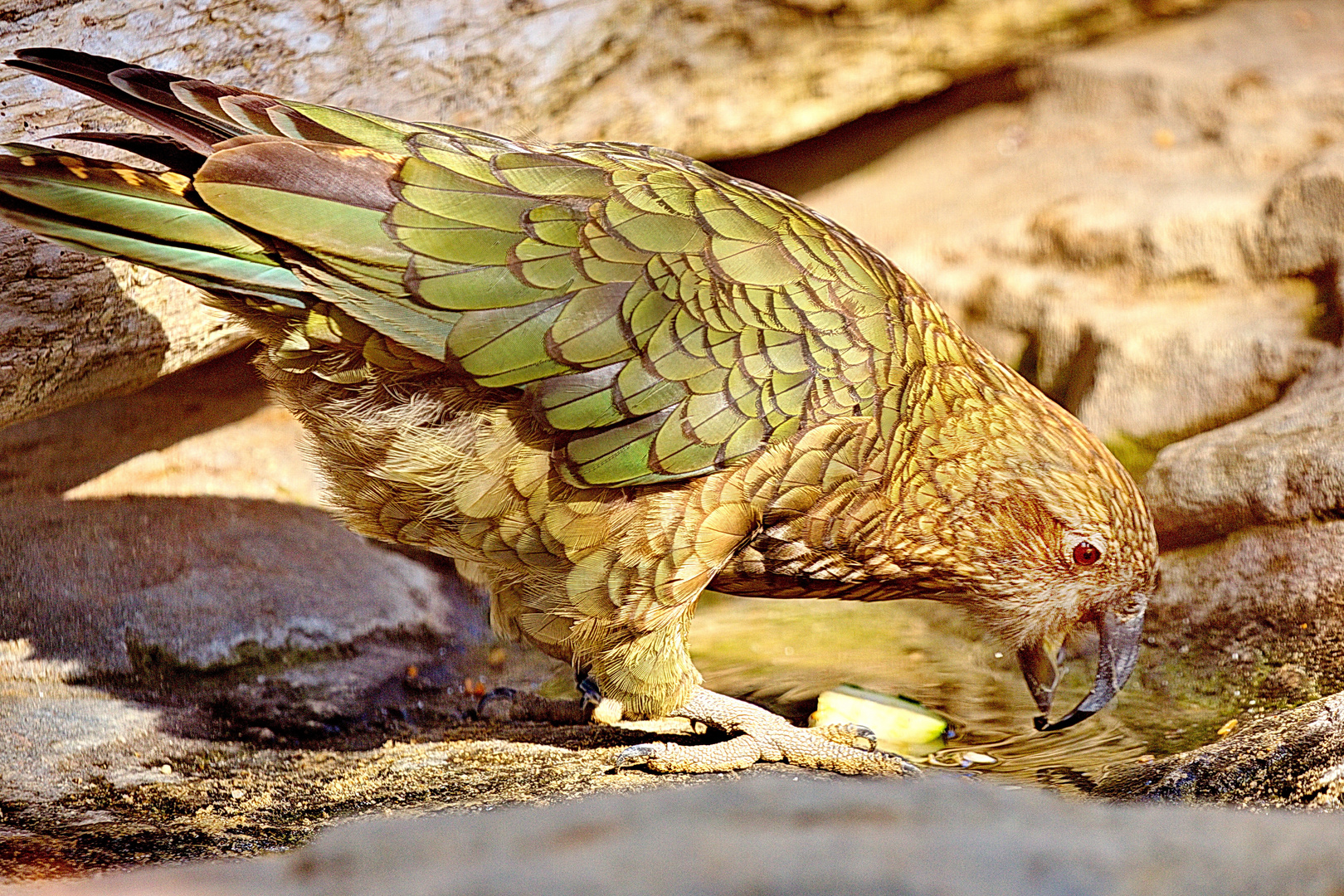 Kea