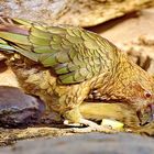 Kea