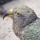 Kea