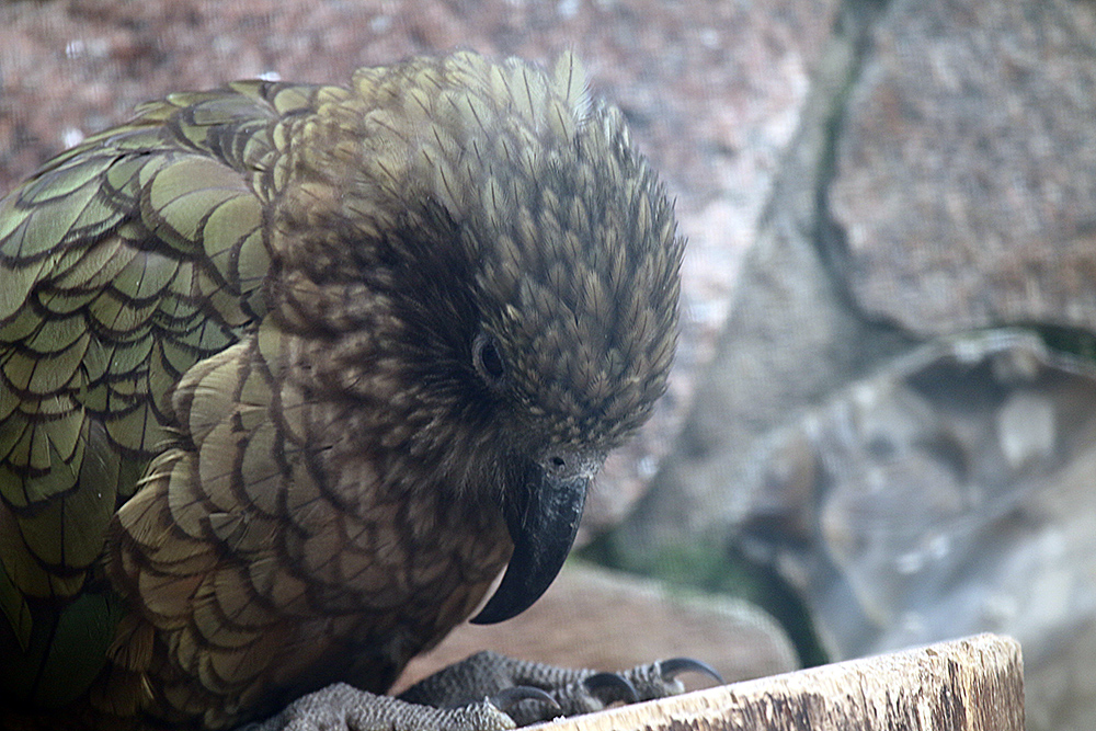 Kea