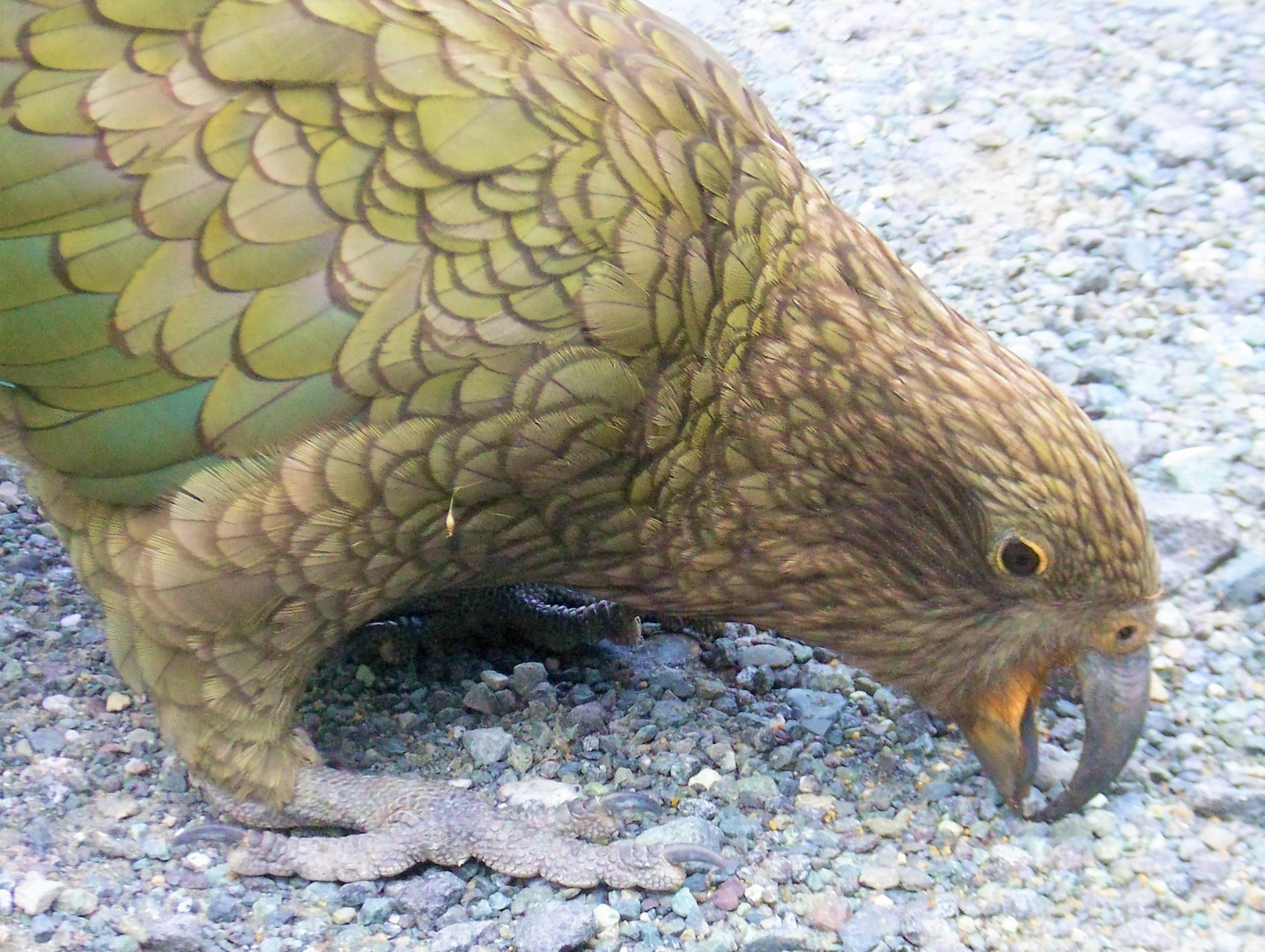 Kea