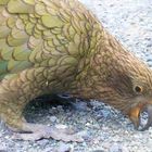 Kea