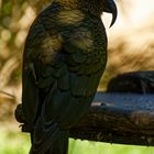 Kea