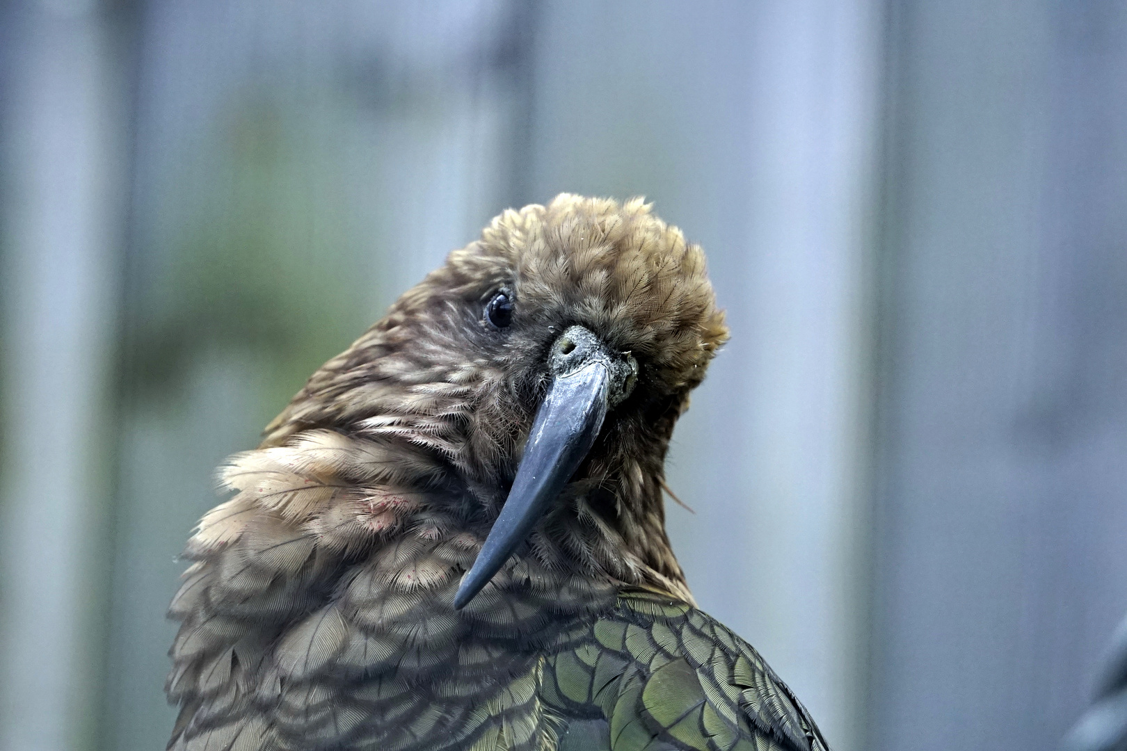 Kea