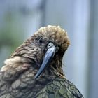 Kea