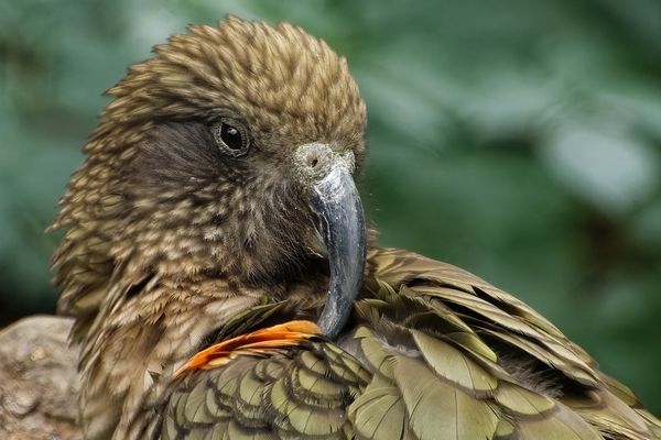 Kea 