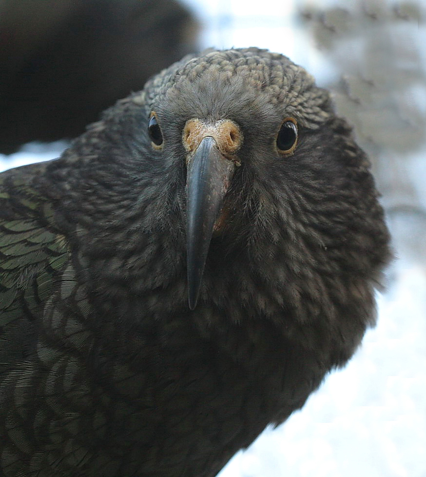 Kea