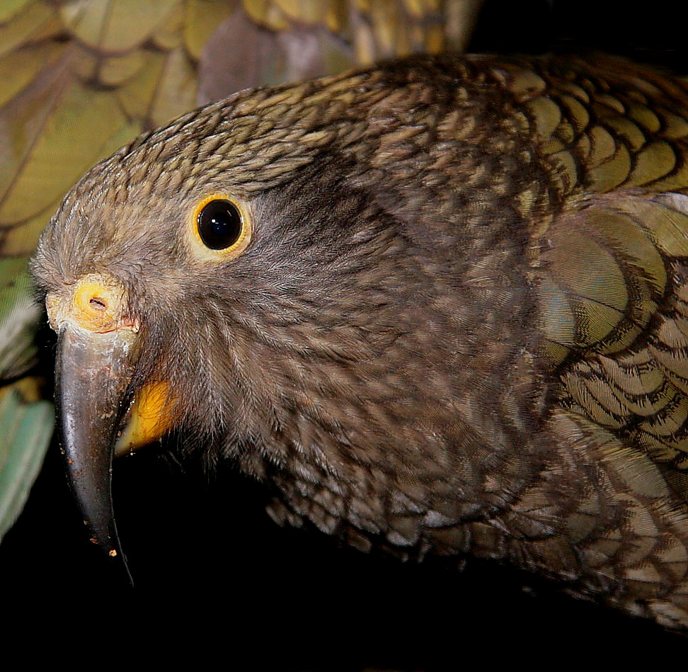 Kea