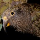 Kea