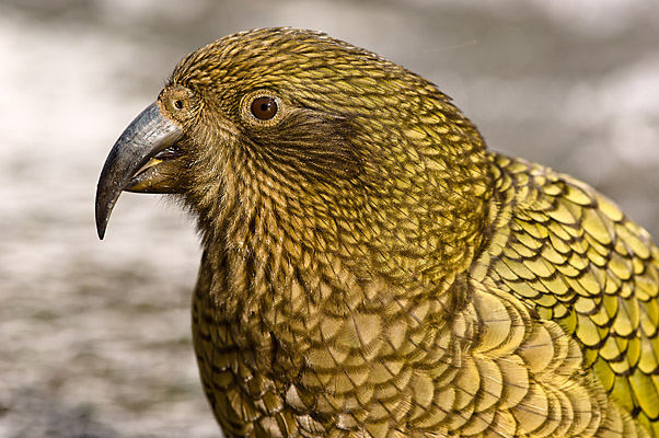 Kea