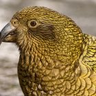 Kea