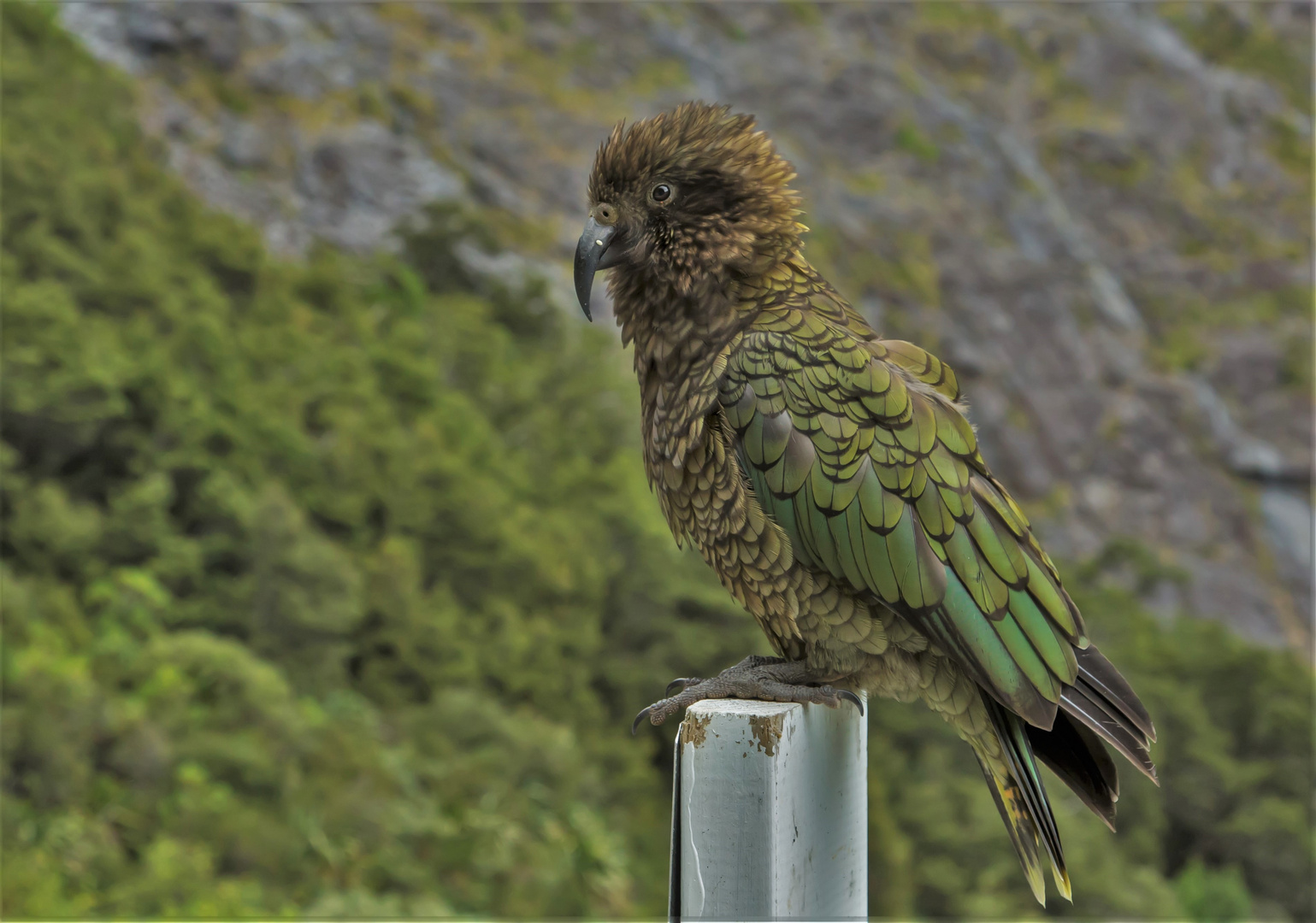 Kea