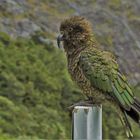 Kea