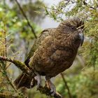 Kea