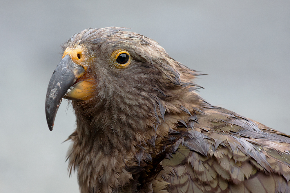 Kea