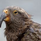 Kea