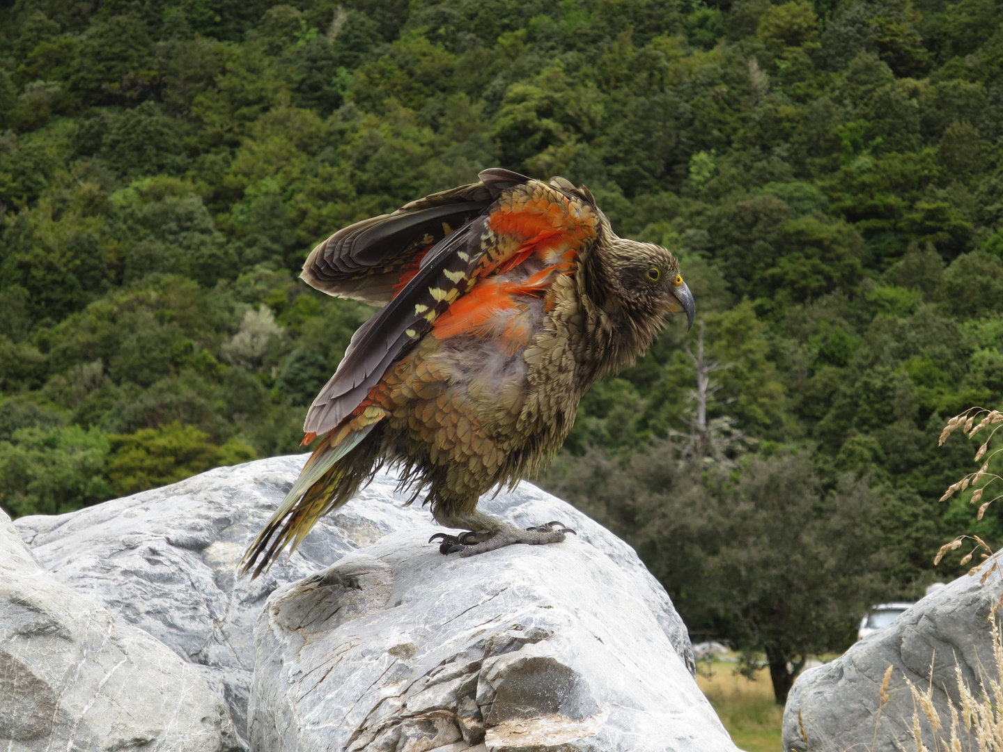 Kea