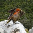 Kea