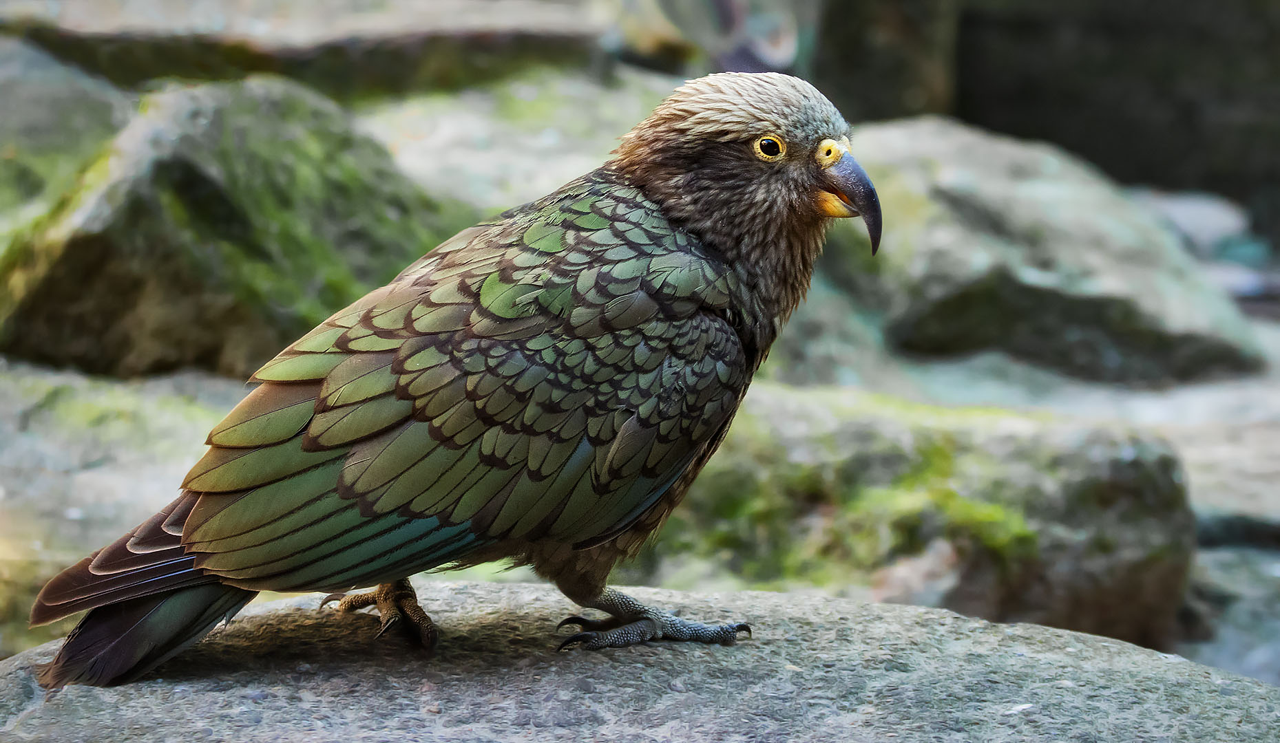 Kea 