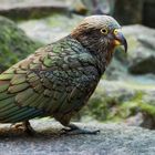 Kea 