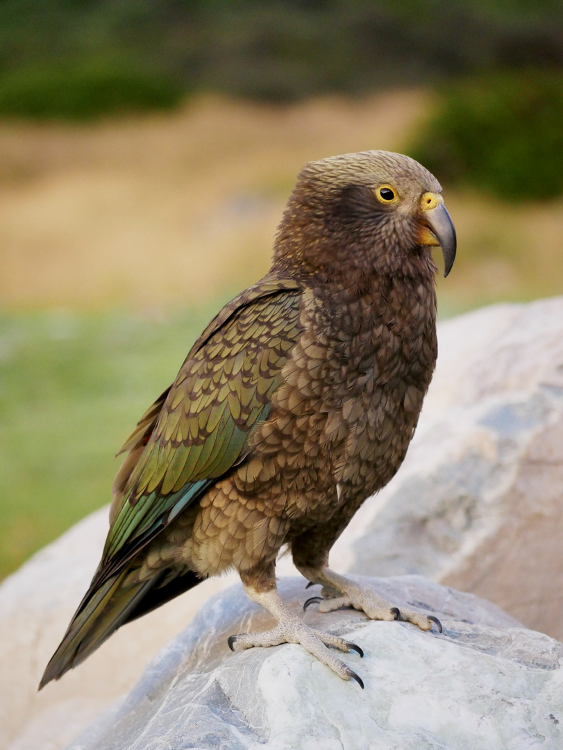 Kea 