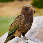 Kea 