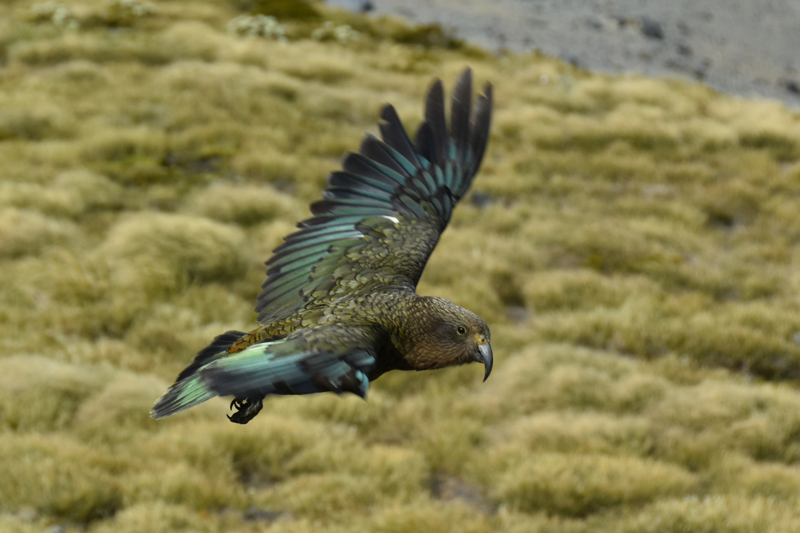 Kea