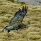 Kea