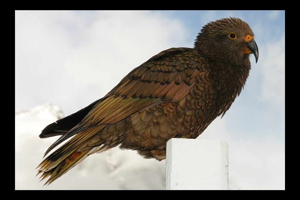 KEA