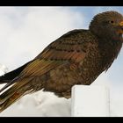 KEA