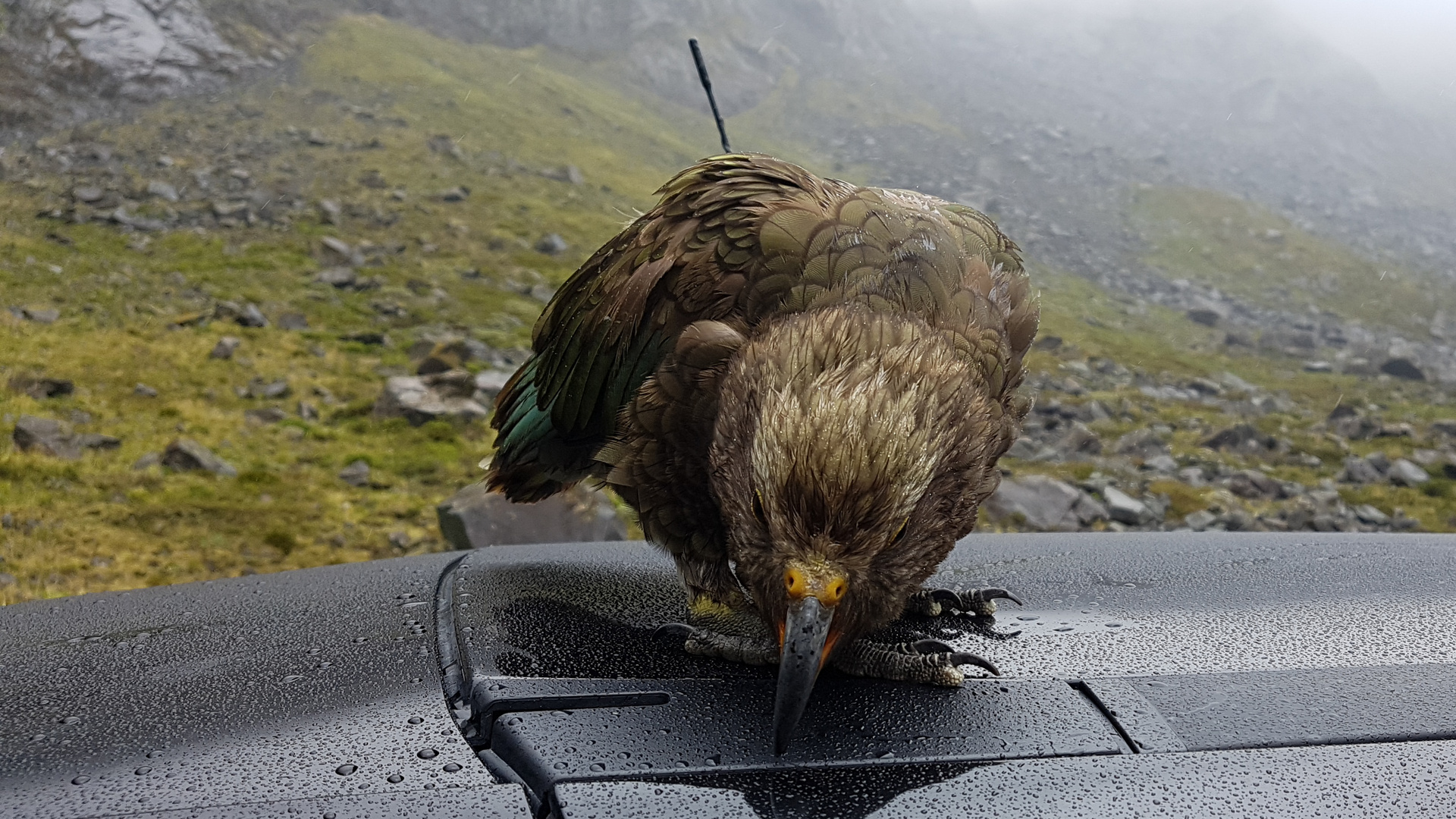 Kea