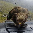 Kea