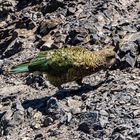 Kea auf dem Avalanche Peak