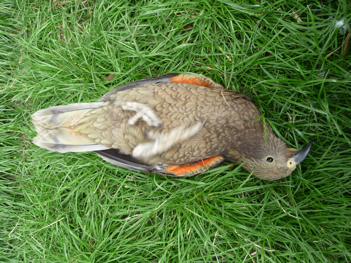 Kea auf Rücken