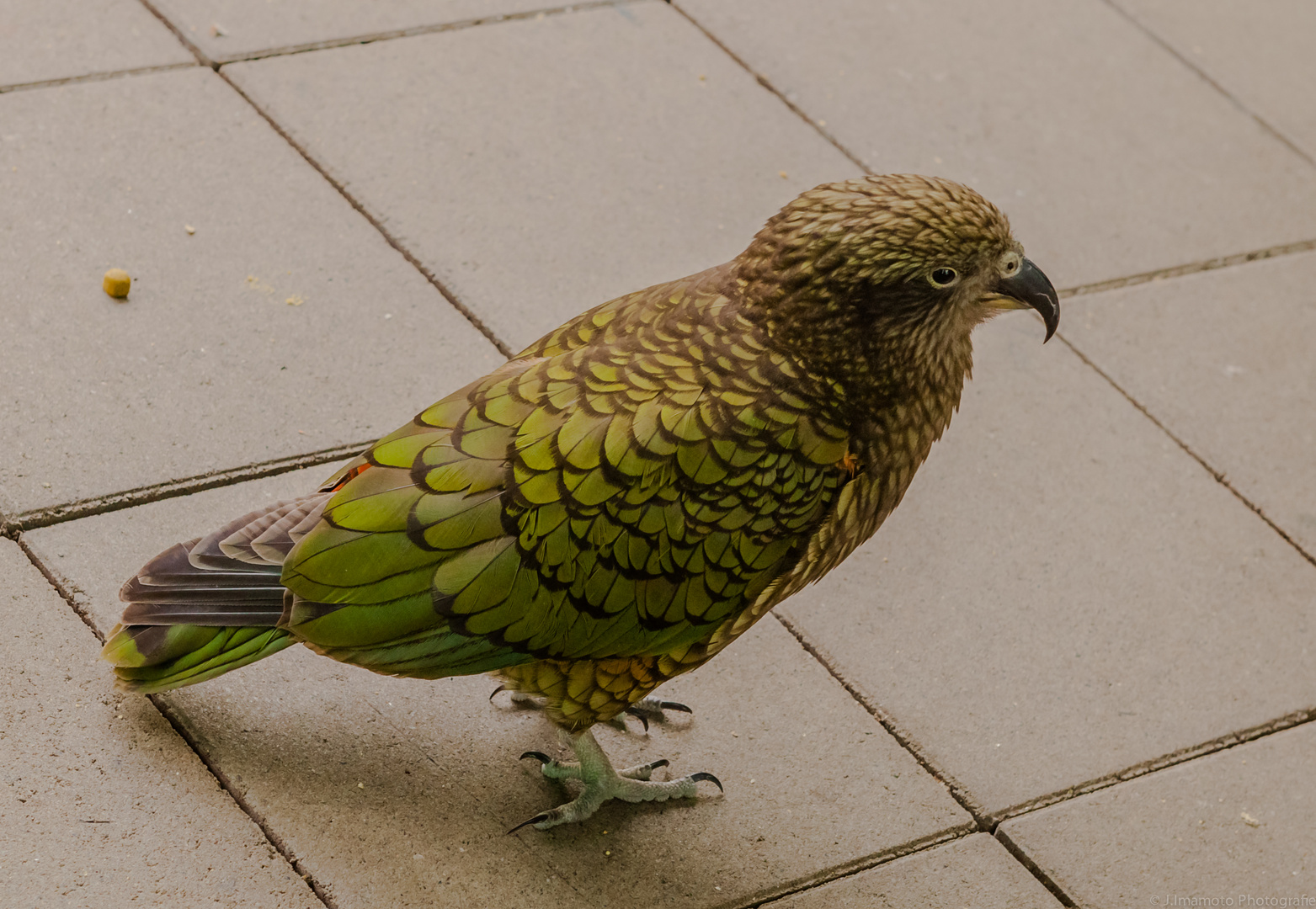 Kea