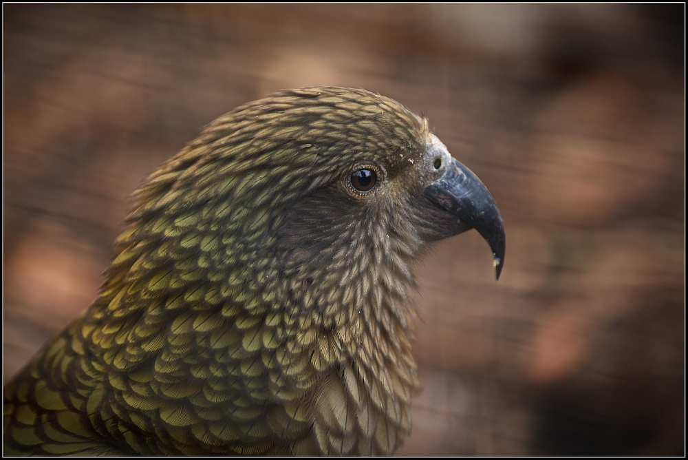 Kea .....