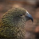 Kea .....