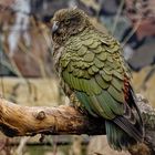 Kea