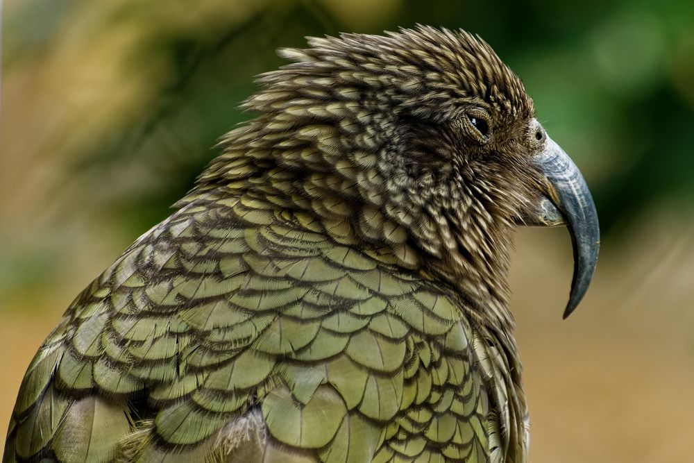 Kea Foto & Bild tiere, zoo, wildpark & falknerei, vögel Bilder auf