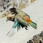 Kea-Ballett